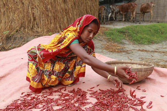 Joygun spreads out chillies in the sun to dry as part of Oxfam's chilli growing programme in Bangladesh